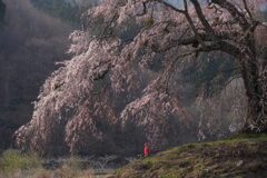 お地蔵さん佇む一本桜