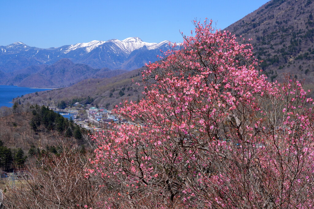 残雪の峰とアカヤシオ