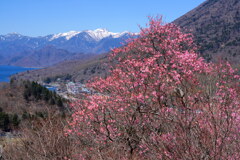残雪の峰とアカヤシオ