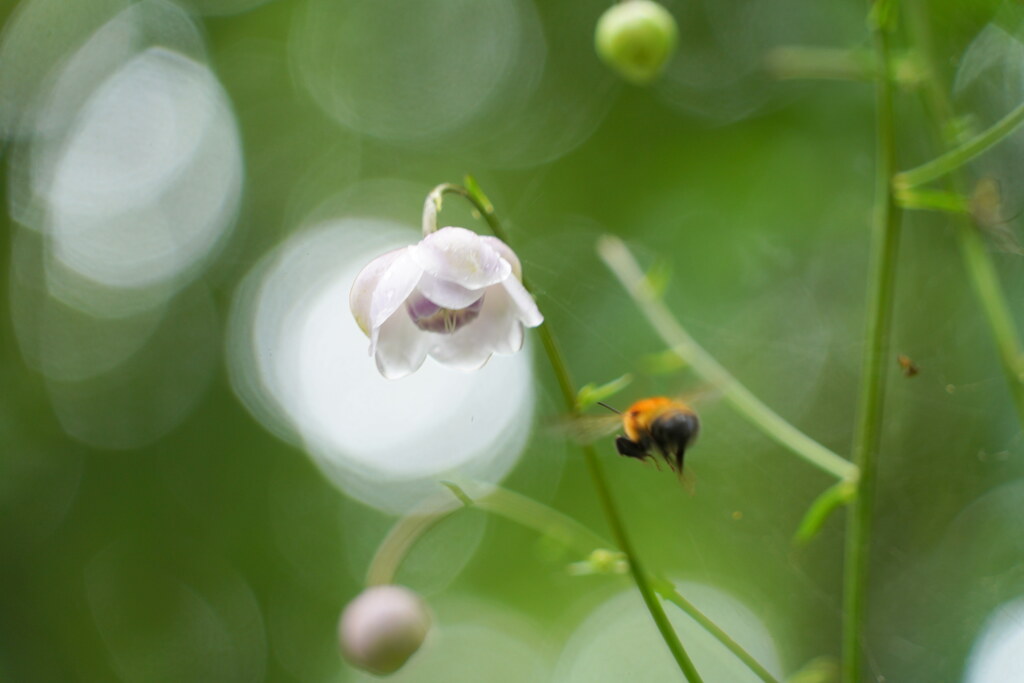 蜜探し