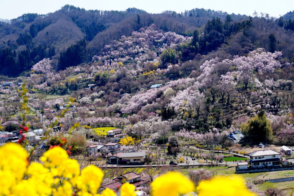 桜染まる花見山