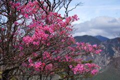 アカヤシオ咲く沢入山