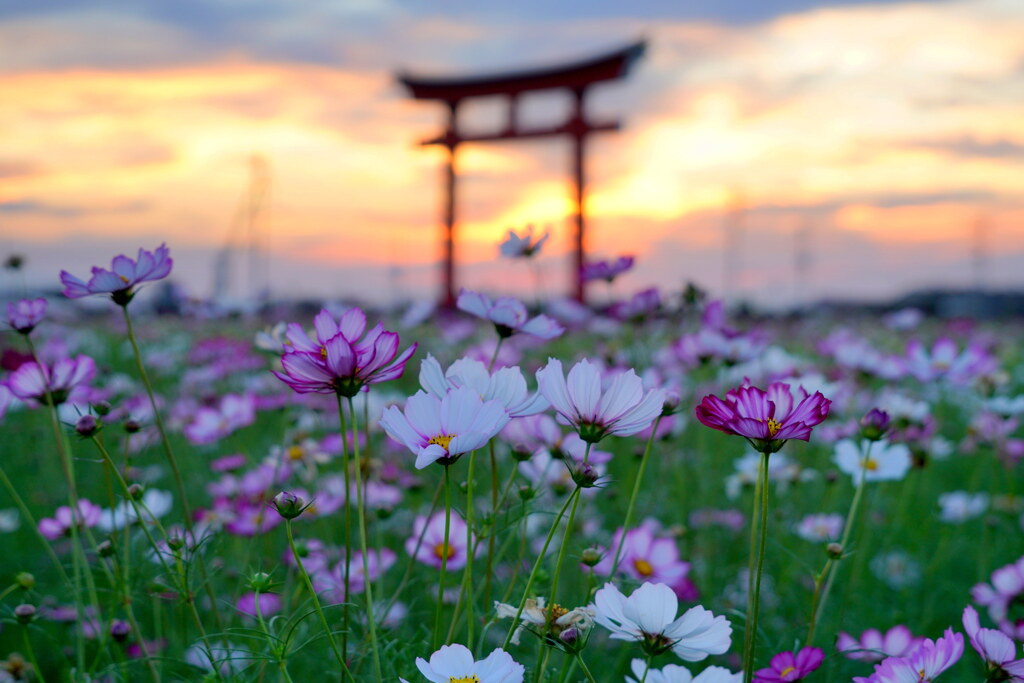 夕焼けコスモス