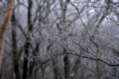 冬の予感