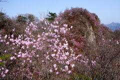 アカヤシオ咲く三ツ岩岳