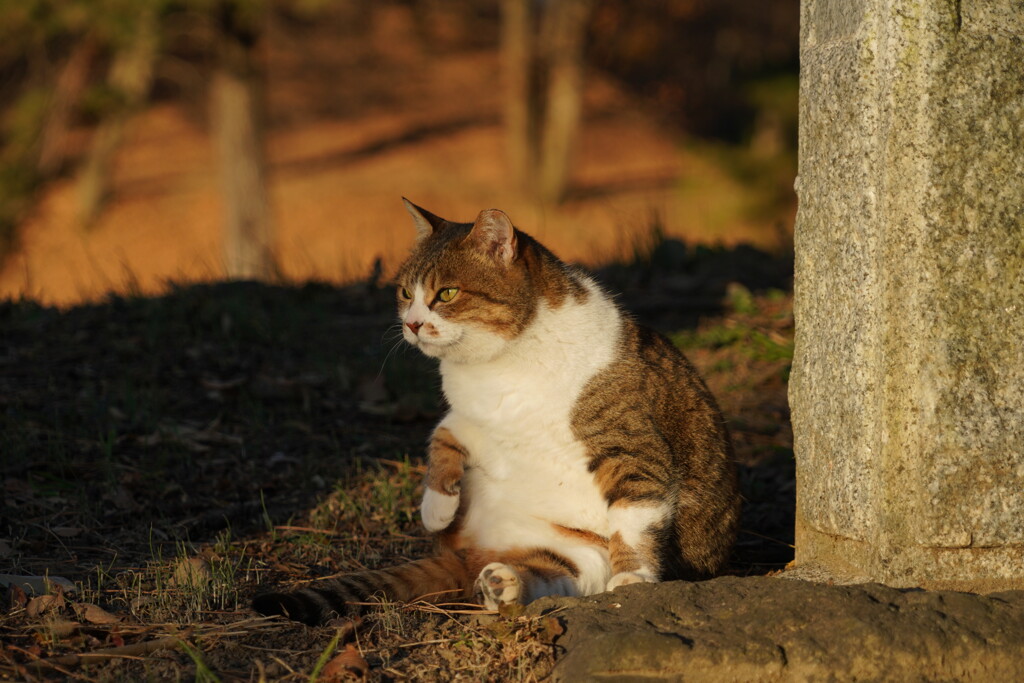朝陽が暖かいにゃ