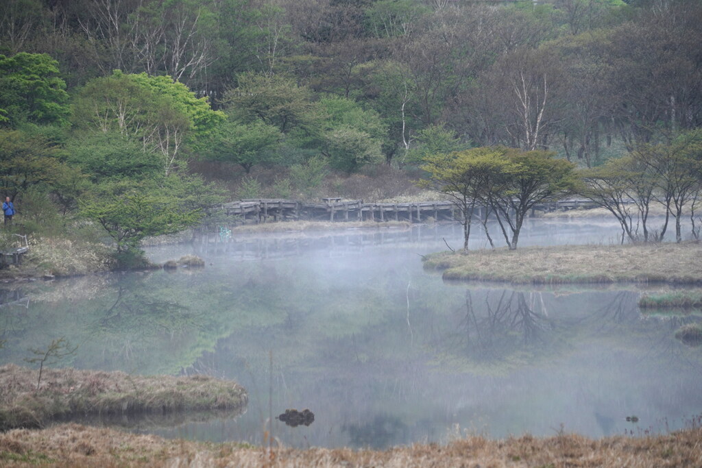 朝霧の湿原