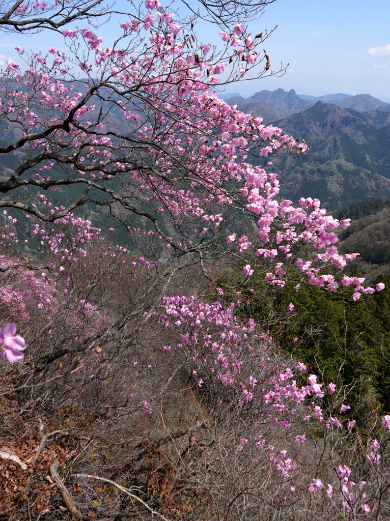 ヒトツバナ咲く三ツ岩岳