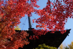鑁阿寺のもみじ