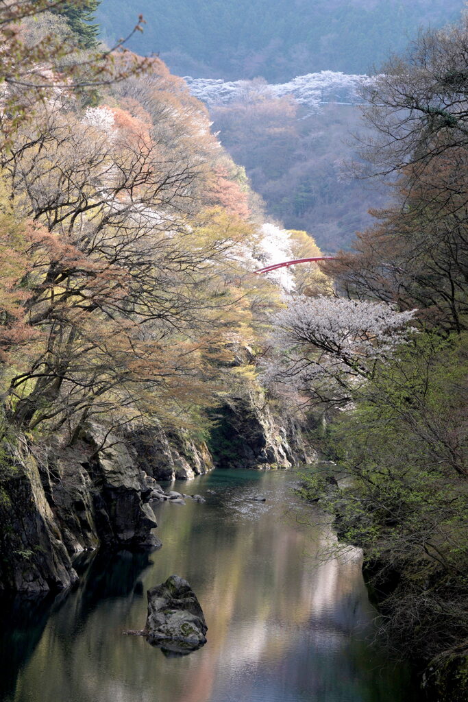 新緑のわたらせ川