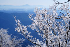 霧氷桜と筑波山