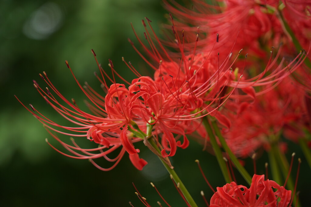 紅く