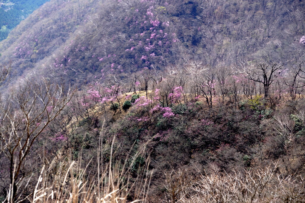 アカヤシオ染まる尾根