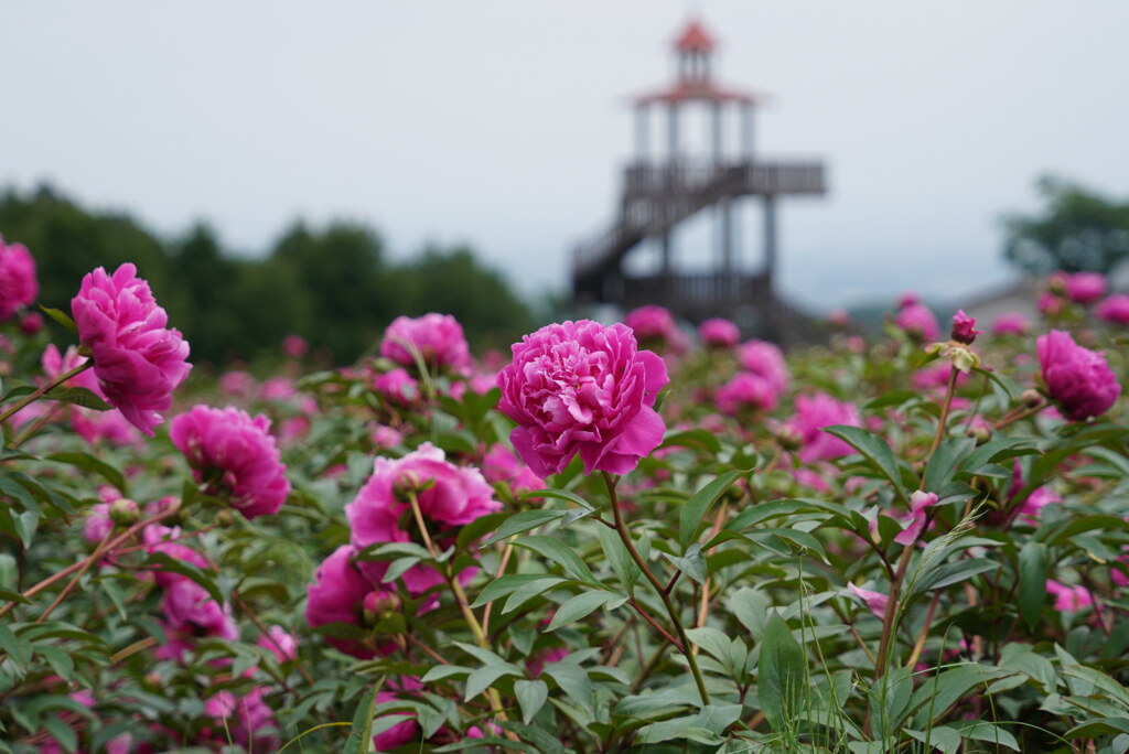 芍薬の咲く展望台