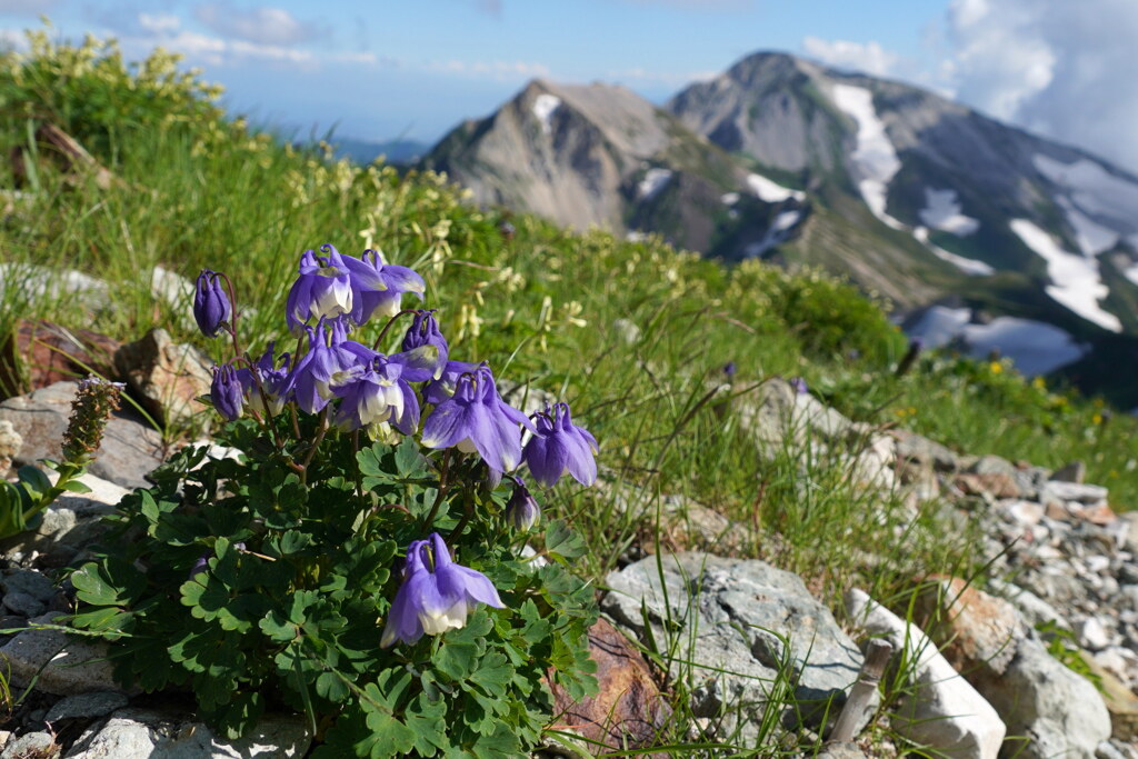 ミヤマオダマキと杓子岳
