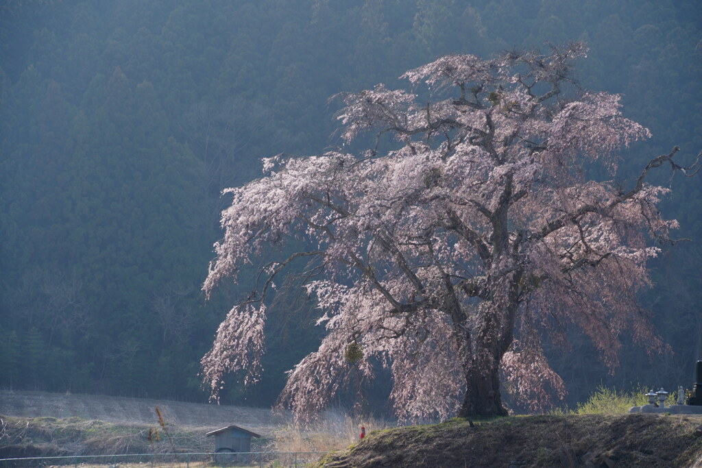 一本桜　静かに