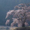 一本桜　静かに