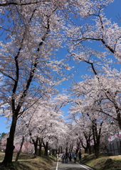 見上げる桜並木