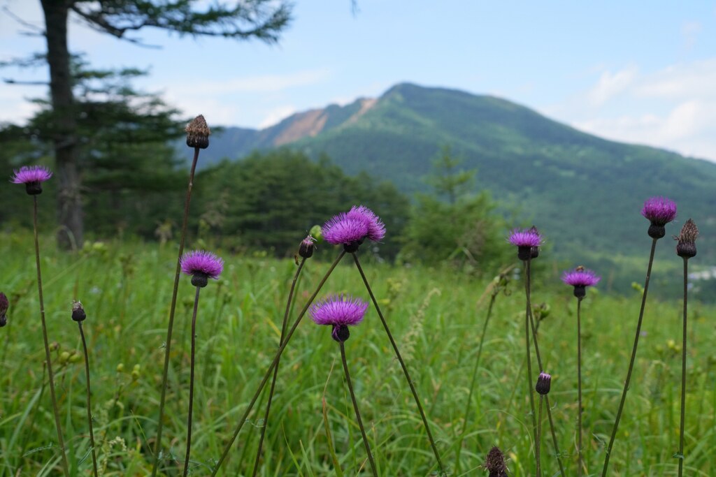 アザミと水ノ登山