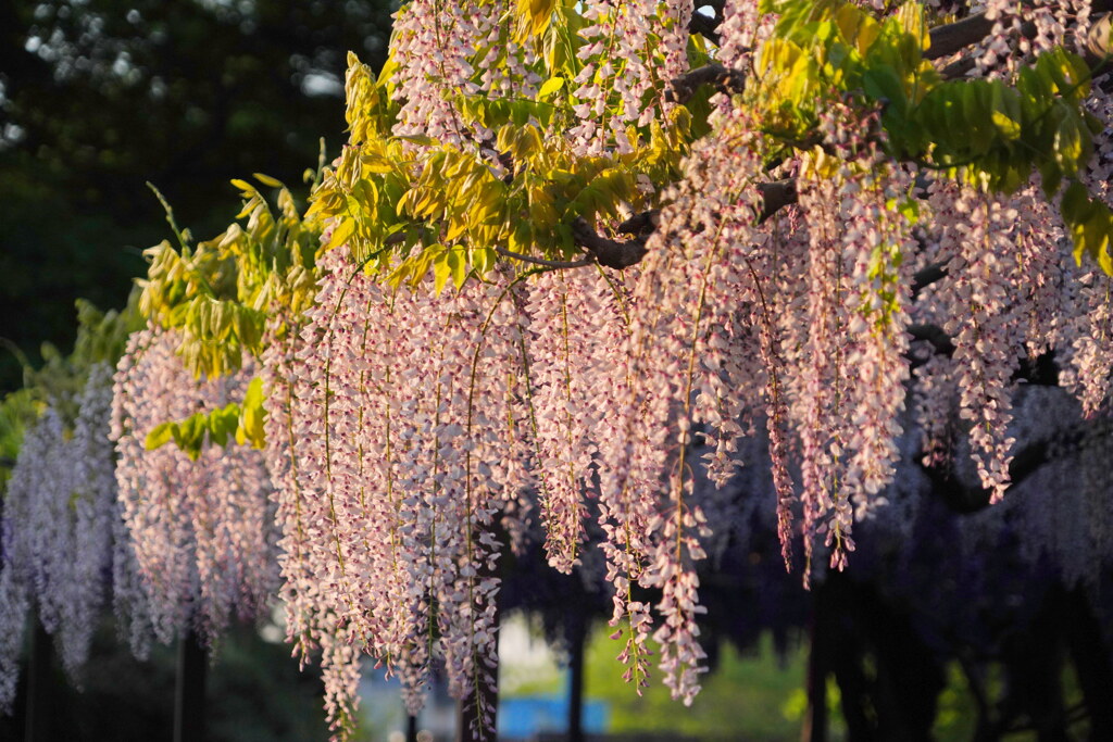 早朝の藤棚