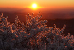 朝陽に染まる霧氷珊瑚