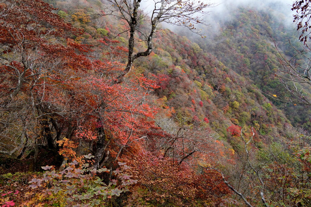 錦染まる尾根