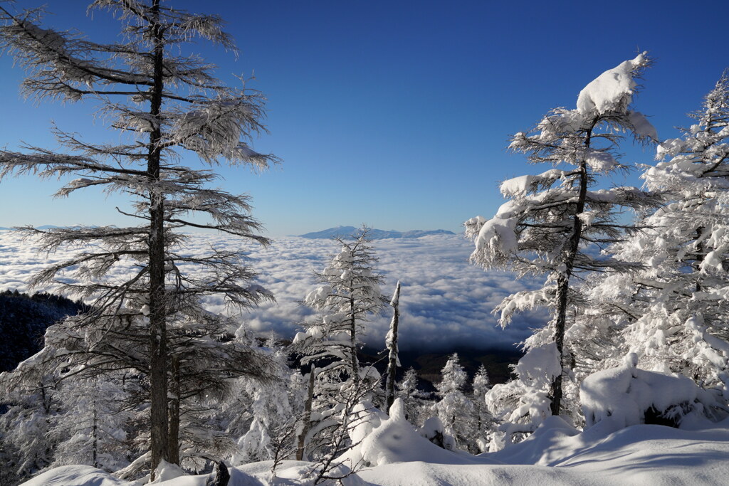 新雪の朝
