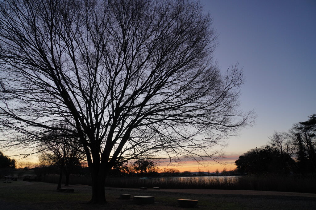 早朝の大室公園