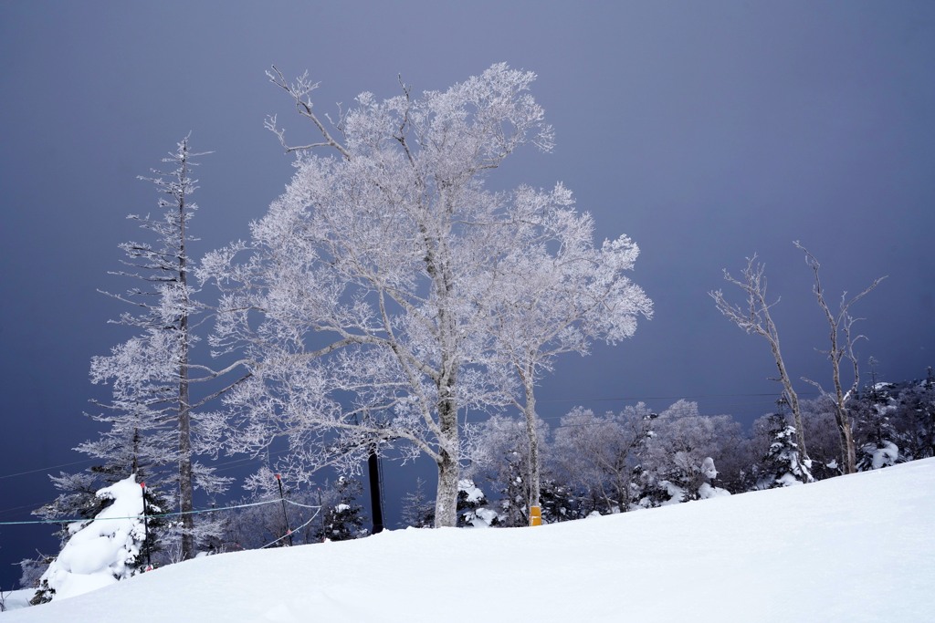 霧氷桜