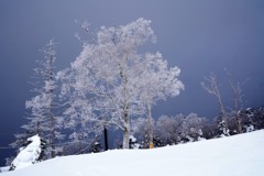 霧氷桜