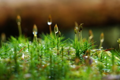 苔の森