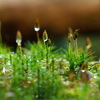 苔の森