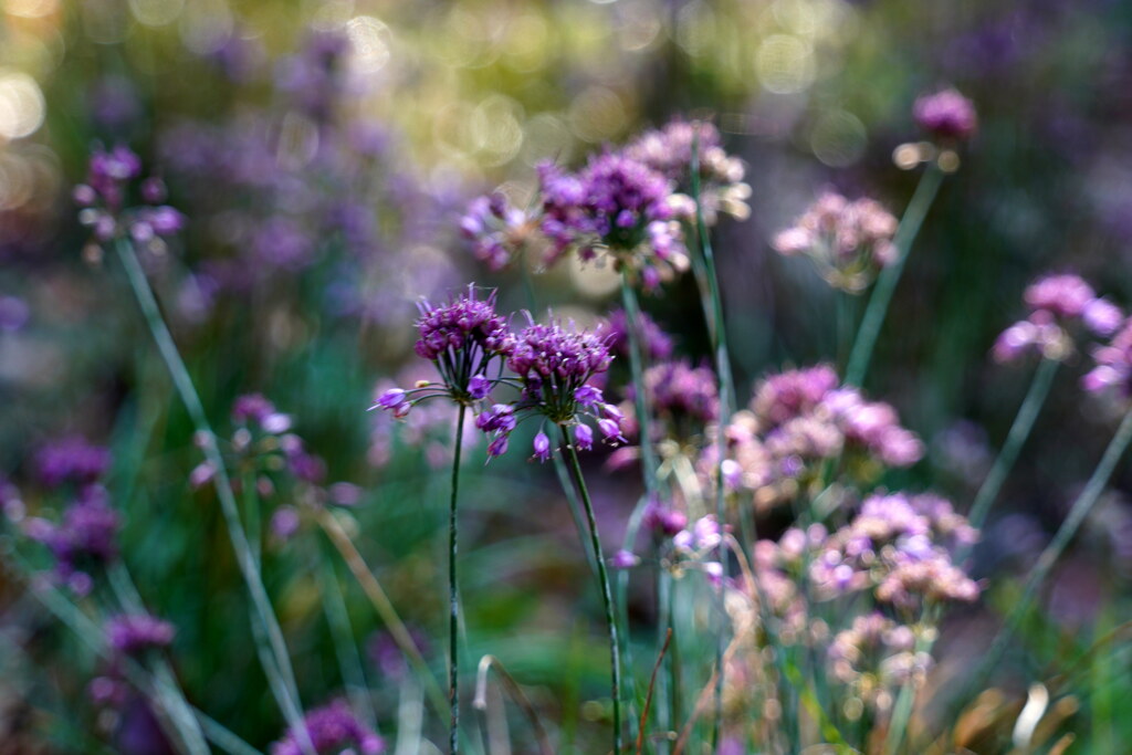 ヤマラッキョウ