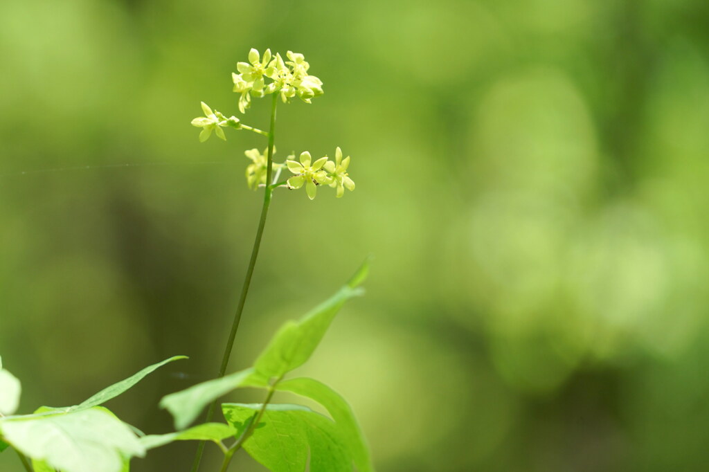玉ボケの森