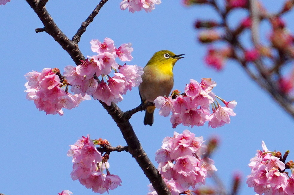 春のさえずり