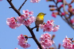春のさえずり