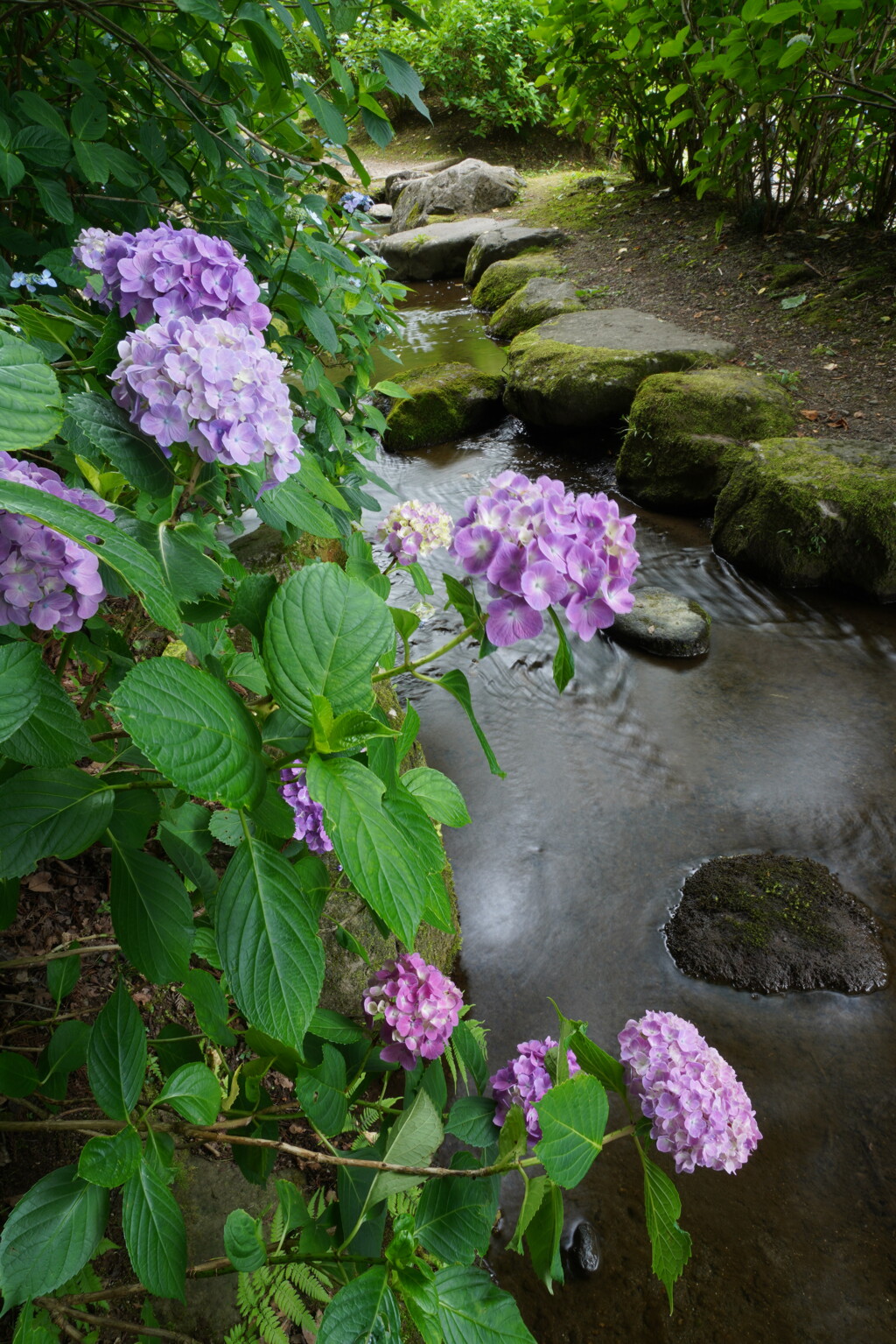 紫陽花と小川