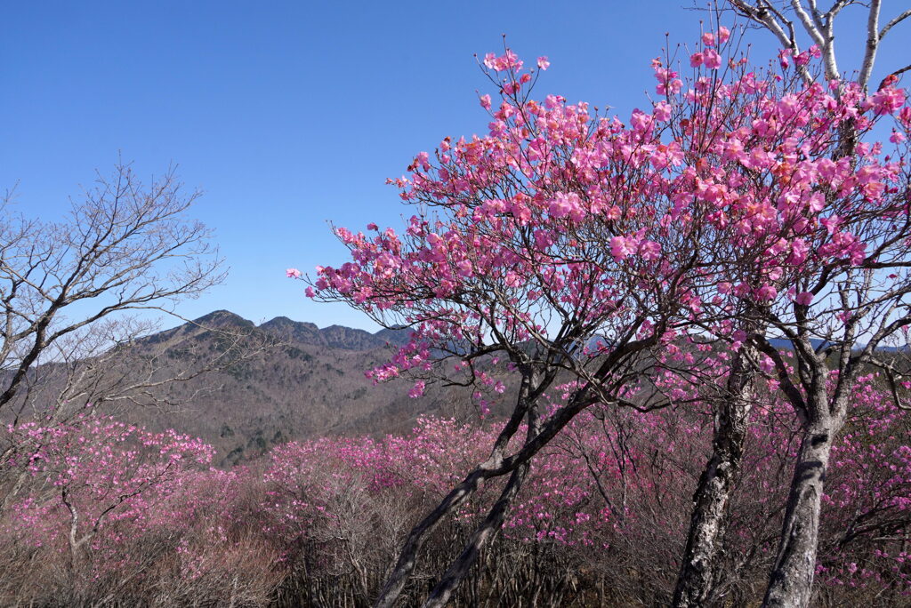 アカヤシオ咲く袈裟丸山