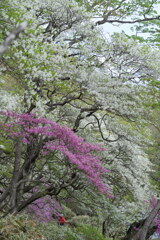 白と紫の森