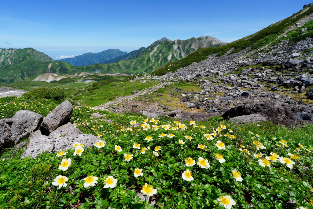 チングルマ咲く花畑