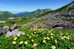 チングルマ咲く花畑