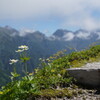 高山の花を愛でながら