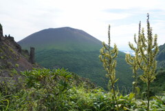 バイケイソウ咲く浅間山外輪山