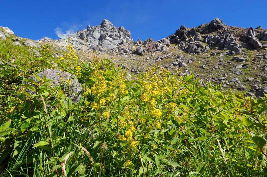秋の花咲く焼岳