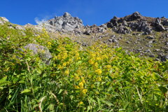 秋の花咲く焼岳