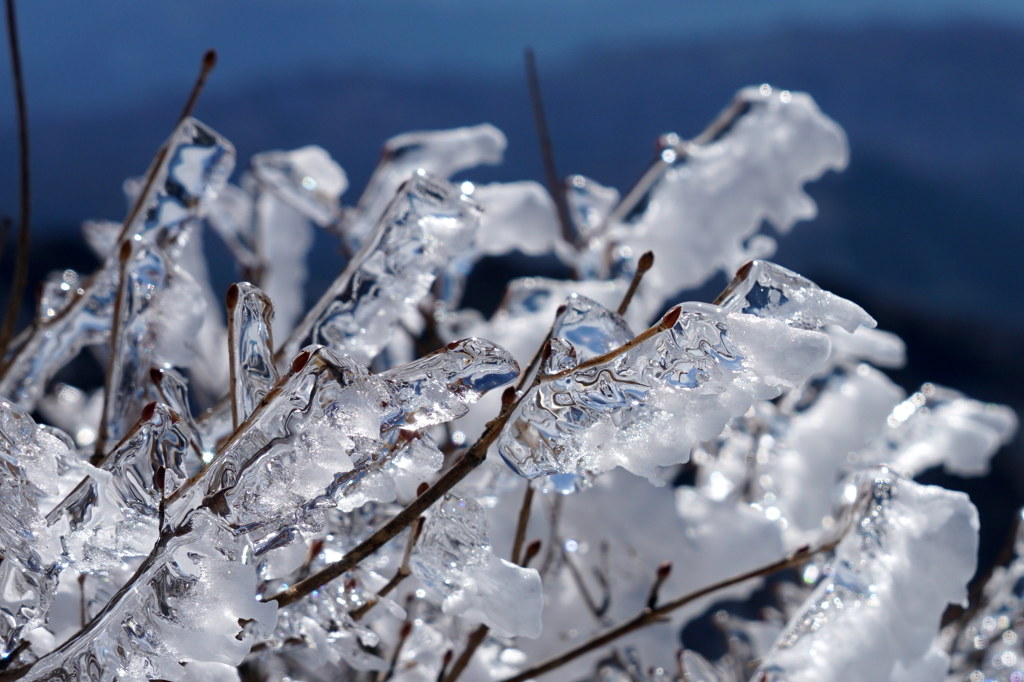 透ける樹氷