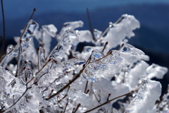 透ける樹氷