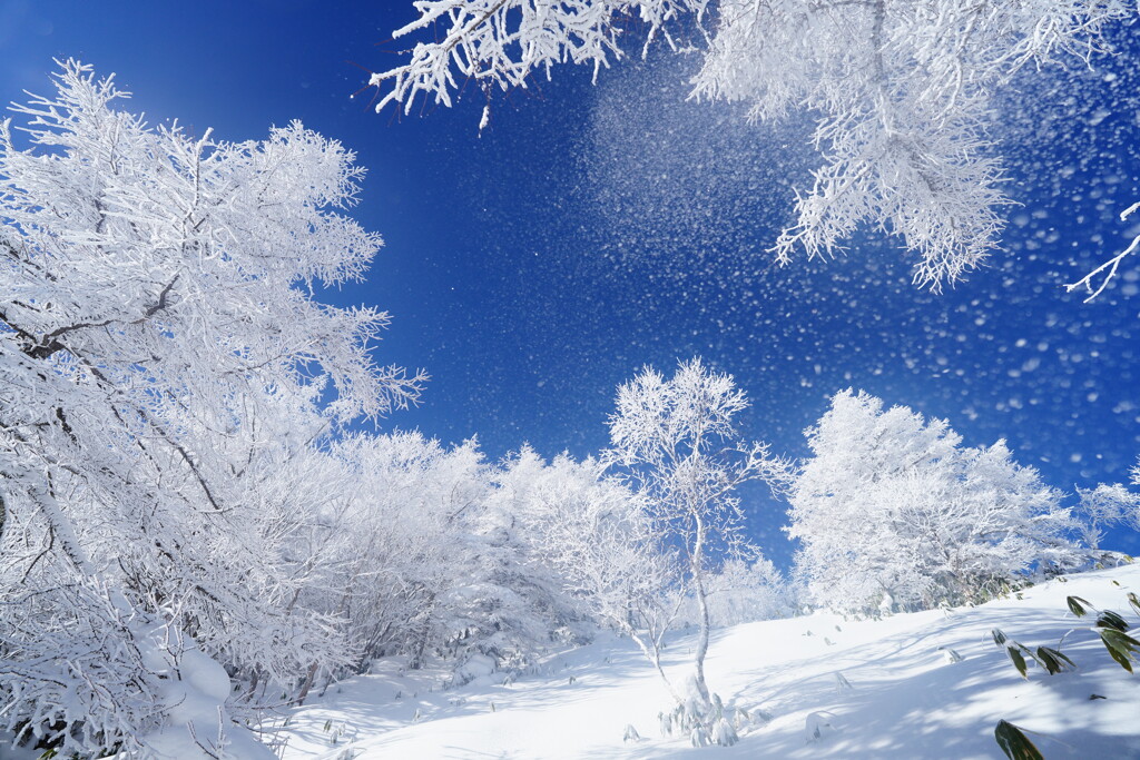雪シャワー