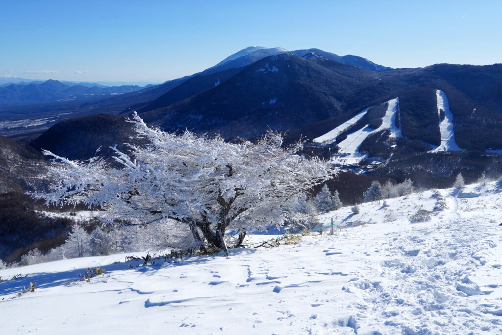 白のシンボルツリー