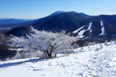 白のシンボルツリー